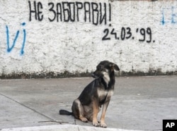 FILE - A dog sits on a street in Podgorica, Montenegro, by graffiti that reads: "Don't forget! March 24, 1999" — the day when NATO began airstrikes, attacking Serbia and Montenegro.