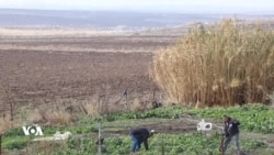 Pêkhateyên Herêma Dêrikê Li Ser Sûrîyaya Nû Çi Dibêjin
