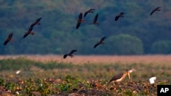FILE - A lesser adjutant stork looks for fish in a wetland in Pobitora wildlife sanctuary, on the outskirts of Gauhati, India, Dec. 20, 2018.