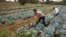 FILE - Cabbages are cultivated at a farm in Limuru, near Nairobi, Kenya, Jan. 17, 2018.