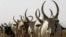 Cattle in Warrap State South Sudan (file photo 2009)