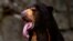 Somnang, a Malayan sun bear, sticks his tongue out as he sits in its enclosure at Edinburgh Zoo, Scotland July 7, 2010. REUTERS/David Moir/File Photo