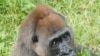 Saving the Cross River Gorilla
