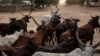 FILE - A man leads his herd of cattle in Maroua, Cameroon, March 2, 2020.