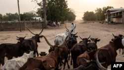 FILE - A man leads his herd of cattle in Maroua, Cameroon.