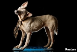 Enfermera is pictured at the Famproa dogs shelter in Los Teques, Aug. 18, 2016. Enfermera (Nurse) was given that name because she was rescued by a nurse outside of a hospital. "She suffered a stroke and although she never recovered completely, she is a very good guard dog. She lives outside of the shelter and when someone approaches, she starts barking," said Maria Silva who takes care of dogs at the shelter.