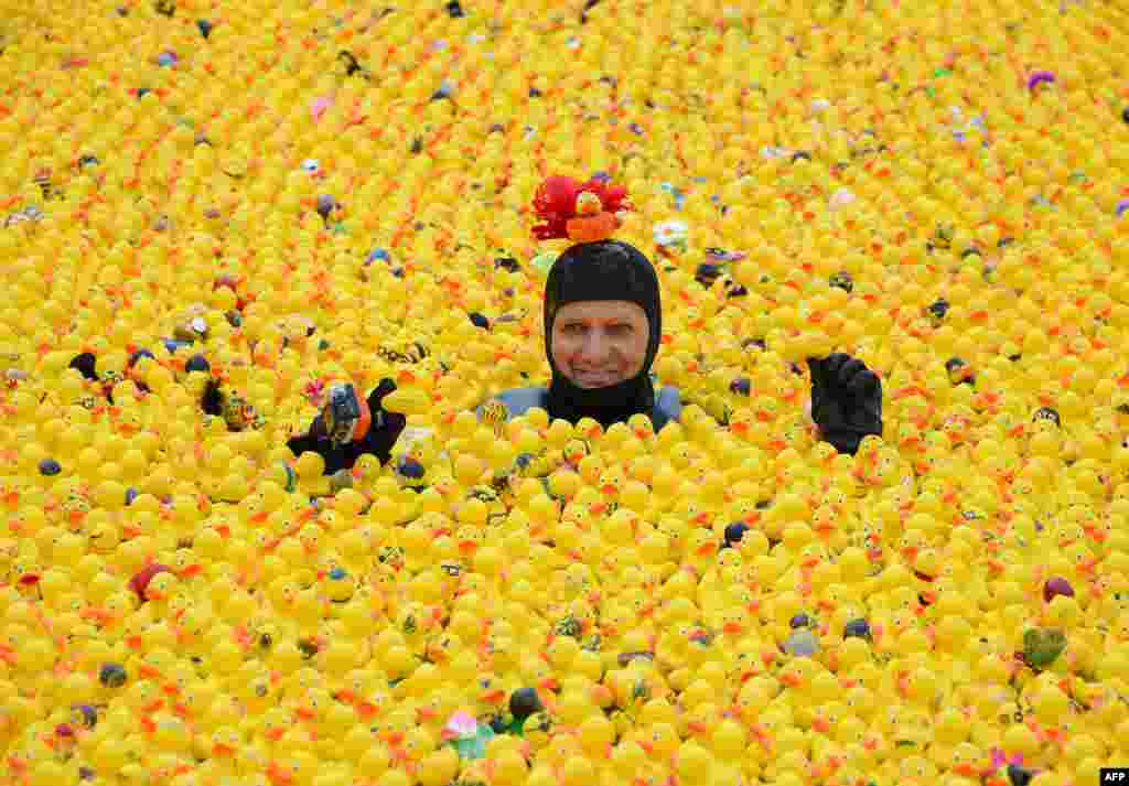 Seorang penyelam berenang antara bebek-bebek karet selama lomba renang di Danau Alster di Hamburg, Jerman.