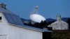 FILE - The Robert C. Byrd Green Bank Telescope towers over farmland as dusk falls in Green Bank, W.Va., Nov. 14, 2013.