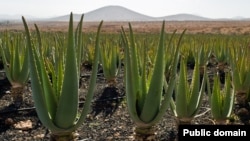 الویرا یو طبي بوټی دی