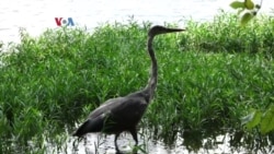 Susah Nggak Ya: Merawat Hewan Liar Kota