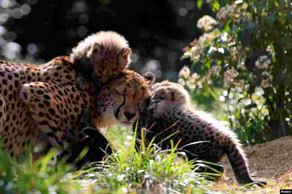A female cheetah named Bastet plays with her three cubs in their enclosure at the Lunaret Zoo in Montpellier, France, March 12, 2025.