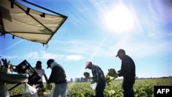 Trabajadores agrícolas mexicanos cosechan lechuga en una granja en las afueras de Brawley, California, en el Imperial Valley. Jan. 31, 2017.