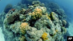 Great Barrier Reef, Australia, Pacific Ocean.