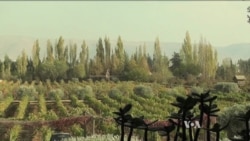 Lebanese Winemakers Thrive Despite War Next Door