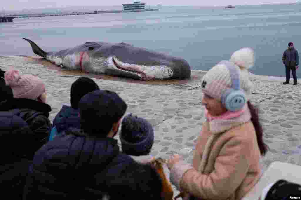People look at a beached whale installation by the Belgian art collective 'Captain Boomer' as it lies on embankment during the United Nations climate change conference COP29 in Baku, Azerbaijan.