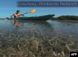 Yurtini kezib, yovvoyi tabiat uchun kurashayotgan amerikalik