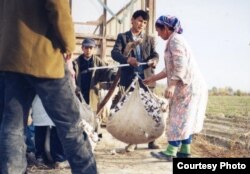 O'zbekiston paxtazorlarida (Russell Zanca) -Suratni bossangiz, kattalashadi