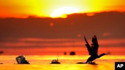 FILE - A cormorant gets a running start to take off from the calm waters of Northeast Harbor, Maine, at sunrise on Oct. 21, 2024.