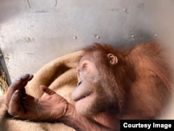 Salah satu dari 9 (sembilan) orangutan Sumatra yang berhasil dipulangkan dari Malaysia (courtesy: Kementerian Lingkungan Hidup dan Kehutanan).