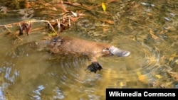 Hewan unik semi-akuatik Platipus yang tergolong mamalia ini hidup di Australia bagian timur (foto: Wikipedia).