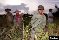 FILE - Thai farmers and Myanmar migrant laborers are seen working the ricefields near the Thai town of Maesot, bordering Myanmar.