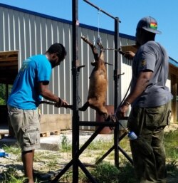 Dua pelanggan dari Ghana menyembelih dan memotong hewan kurban sesuai tradisi mereka (foto: courtesy).