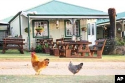 Kaapsche Hoop is a quiet little town, where roosters and wild horses roam the streets lined with houses that belonged to gold miners