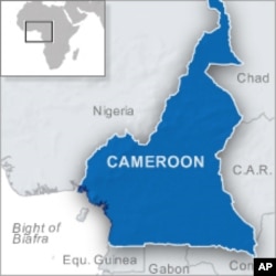 Illegal Trade Threatens Grey Parrots in Cameroon