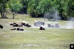 A herd of bison rests in the badlands of North Dakota.