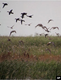 Ducks and other waterfowl have returned to the restored wetland