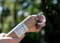 Patrick Kelly, Manajer Operasi Lapangan, melepaskan nyamuk jantan yang sudah terinfeksi Wolbachia, 8 Februari 2018, di South Miami, Florida. (Foto: )