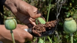 FILE - A farmer harvests opium sap from a poppy field in the Darra-i-Nur District of Nangarhar province on May 10, 2020.