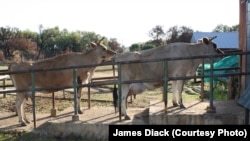 Some of the animals the farmer refers to as her 'children' wait in line to be milked on a summer's morning.