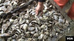 Cages filled with oysters are hauled in from by the crew from the Virginia-based Rappahannock Oyster Company. (J. Swicord/VOA)