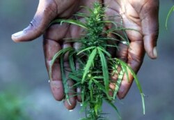 Seorang petani tani merawat tanaman ganja miliknya di daerah Hhohho utara negara itu di Swaziland. (Foto: Reuters)