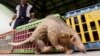 No Place to Hide for Africa's Pangolins Amid China Buying Spree