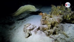 Cambio climático: Científicos exploran océanos efectos de calentamiento