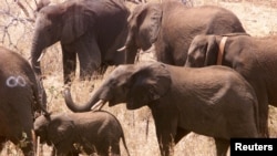 FILE - Some of the first 40 elephant wander round in the bush after being released into newly-named Great Limpopo Transfrontier Park in Gaza Mozambique, October 4, 2001. 
