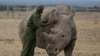 Researchers Announce Successful Rhino Embryo Transfer