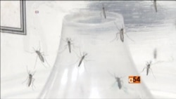 WHO Advice for Pregnant Women