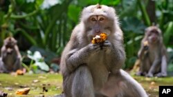 Virus Outbreak Indonesia