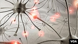 Developing countries bear most of the world's epilepsy burden. (WHO)