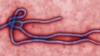 Suspected Ebola Fever Surfaces in DRC