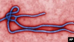 This colorized transmission electron micrograph (TEM) reveals some of the form and structure of an Ebola virus.