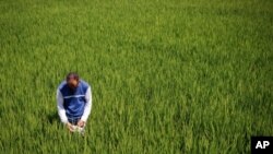 Fertilizer is an essential but expensive ingredient to maximize yield. Here, an IRRI technician checks leaf color to effectively manage the nitrogen levels of rice plants.