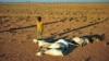 FILE - A boy looks at a flock of dead goats in a dry land close to Dhahar in Puntland, northeastern Somalia, on December 15, 2016. Drought in the region has severely affected livestock for local herdsmen.