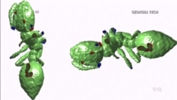 Study of Ants Could Bring Answers to Big Questions