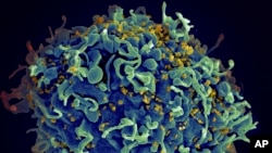 Foto de archivo: Una célula T, en azul, siendo atacada por el VIH, en amarillo. (Seth Pincus, Elizabeth Fischer, Austin Athman/Instituto Nacional de Alergias y Enfermedades Infecciosas/NIH vía AP)