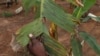 Growing Controversy Over GMO Bananas in Uganda