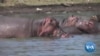 Africa’s Lakes and Rivers Thrive on Hippo Dung